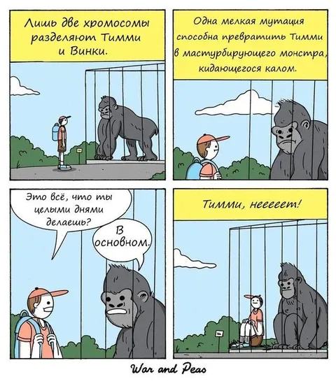 Горилла и две хромосомы