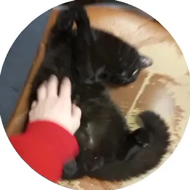 Чёрный кот наслаждается лаской
