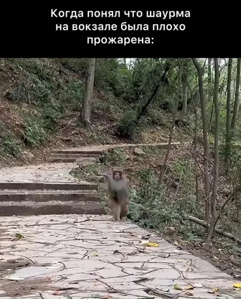 Шаурма была плохо прожарена