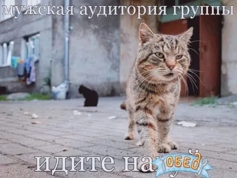 Кот зовёт мужскую аудиторию на обед