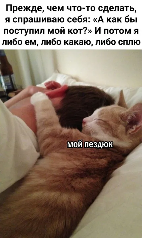 Как бы поступил мой кот