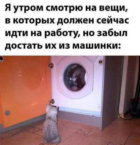 Кот смотрит на забытую стирку