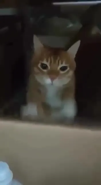 Кот стучится лапкой