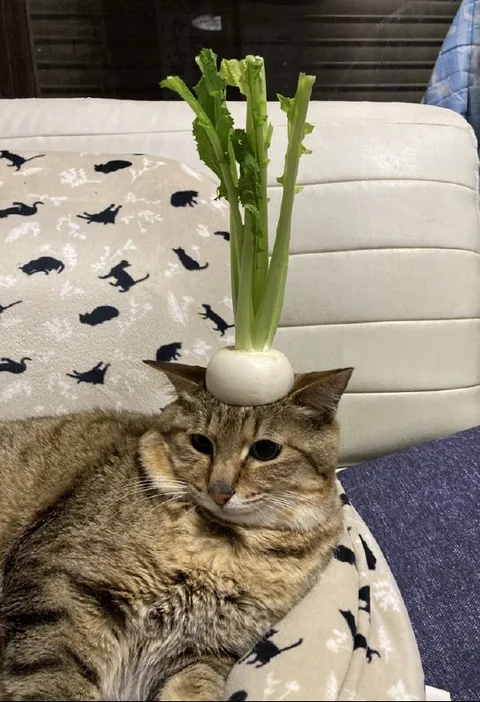 Кот с репой на голове