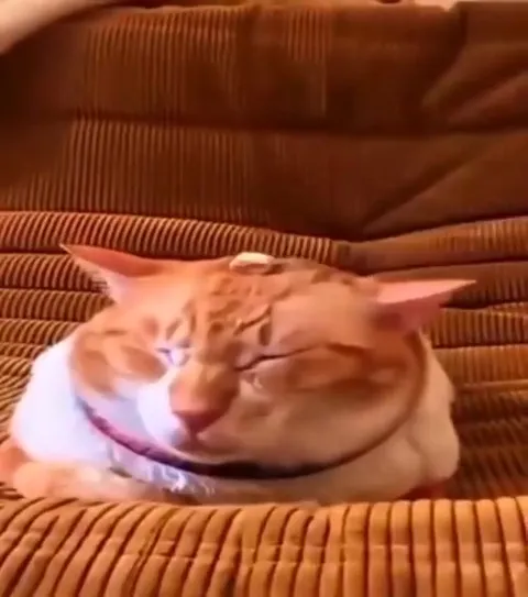 Кот спит, пока на него падают