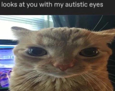 Cat Looks at You Intensely