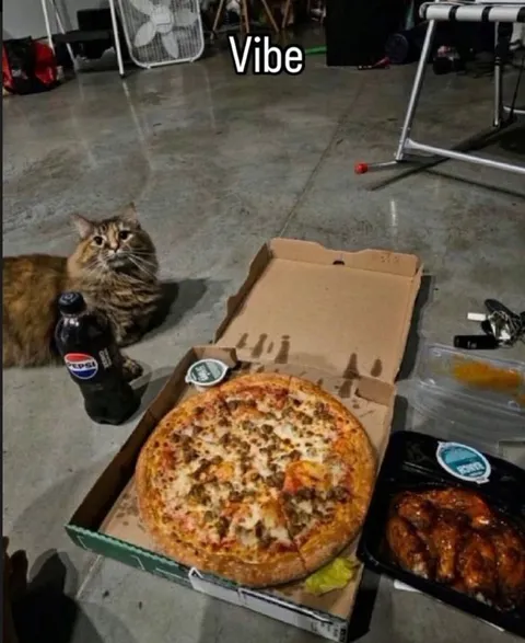 Cat Pizza Vibe
