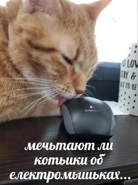 Коты мечтают об электромышках