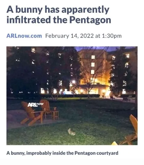 Bunny Infiltrates the Pentagon