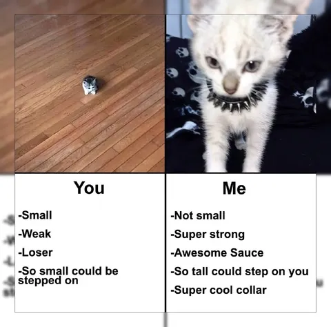 Small Kitten vs Strong Kitten