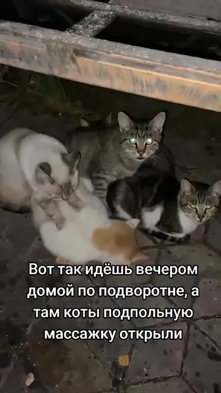 Коты открыли подпольную массажку