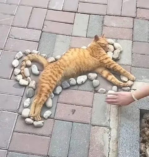 Кот среди камней