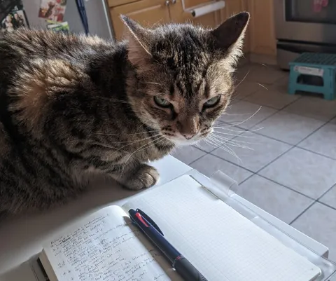 Кот проверяет домашнее задание