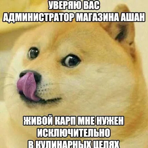 Живой карп для кулинарных целей