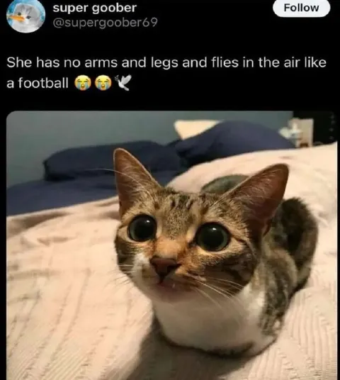 Armless Cat Flies Like a Football