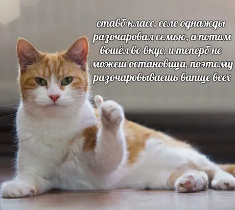 Кот разочаровывает семью