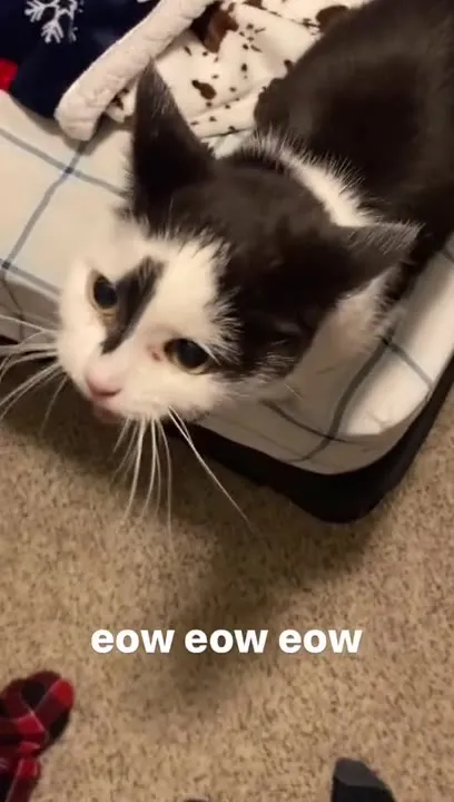 Cat Says Eow Eow Eow