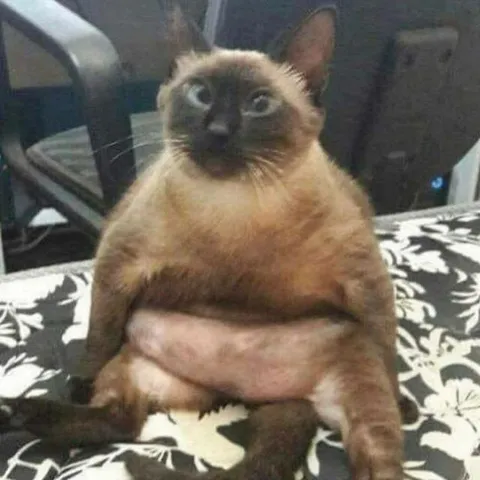 Толстый сиамский кот сидит