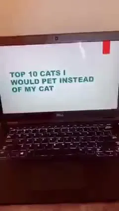 Top 10 Cats Instead of My Cat