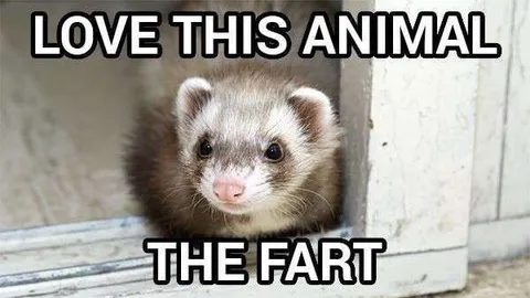 Love This Animal Ferret Joke