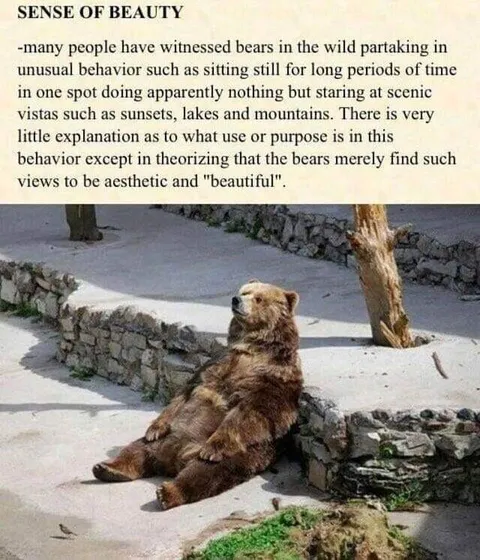 Bear's Sense of Beauty