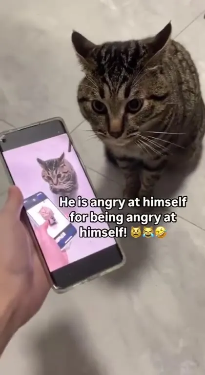 Cat Angry at Himself