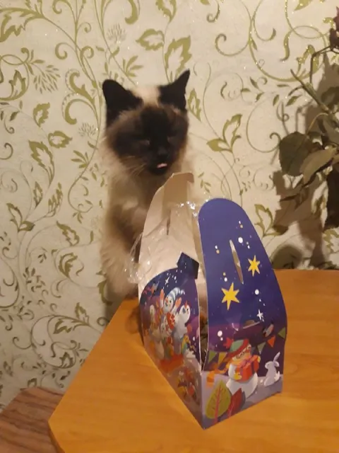Кот выглядывает из коробки