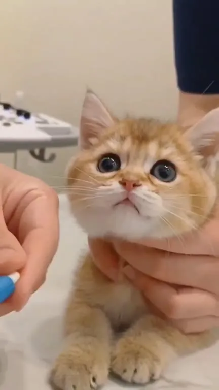 Котёнок на осмотре у ветеринара