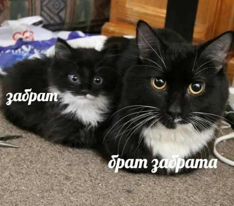 Брат забрат котами