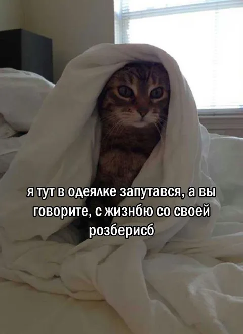 Кот запутался в одеяле