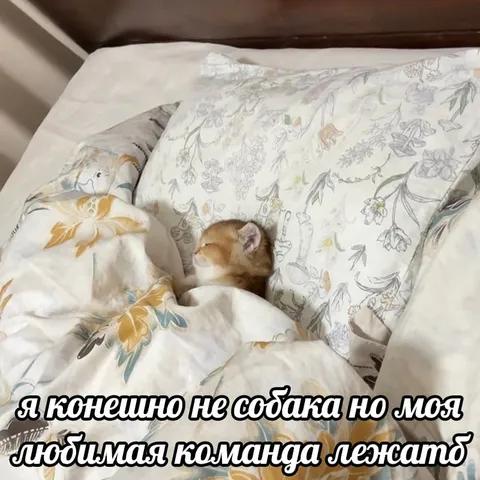 Любимая команда — лежать