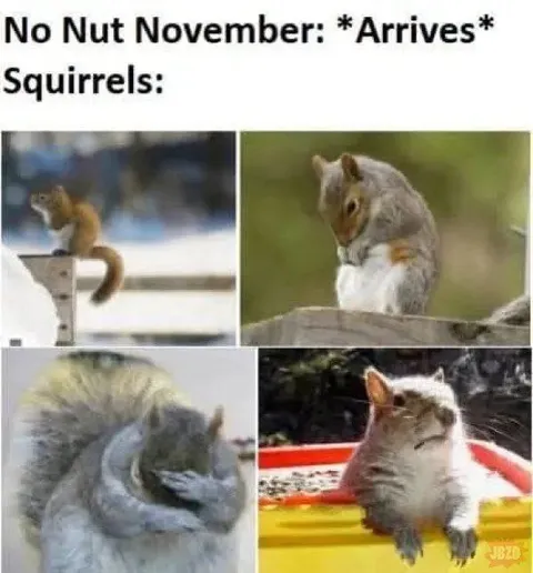 Squirrels During No Nut November