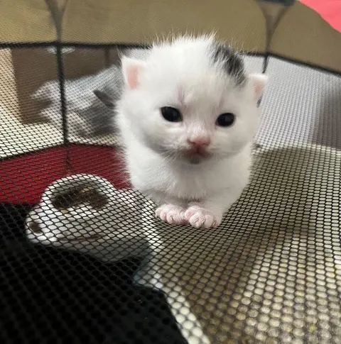 Милый белый котёнок
