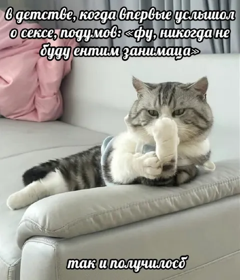 Кот, который не занимается сексом