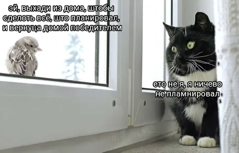 Кот ничего не планировал