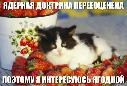 Кот интересуется ягодной доктриной
