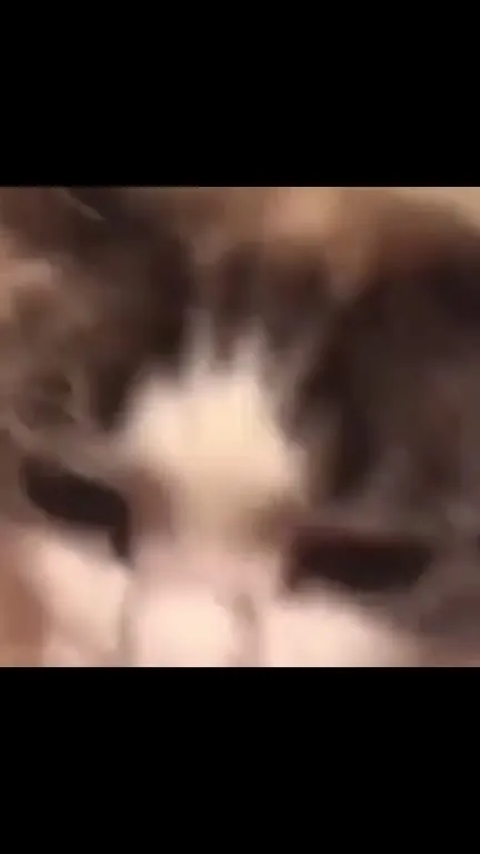 Кот идёт под музыку