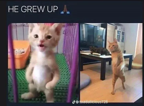 He Grew Up Cat