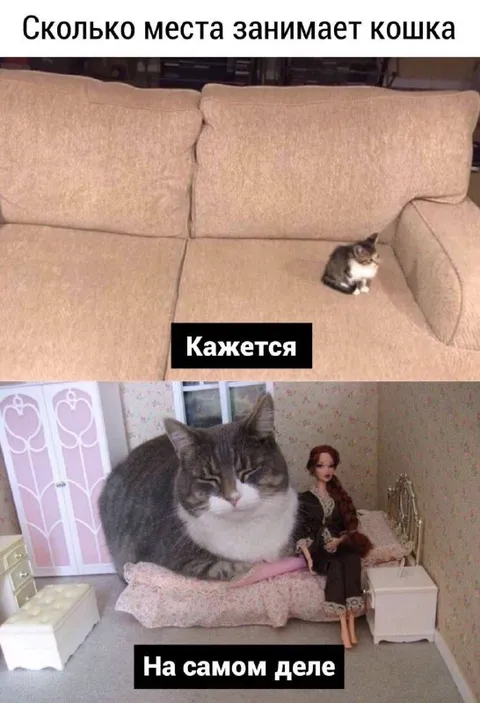 Сколько места занимает кошка