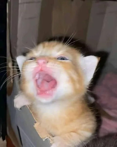Кричащий котёнок