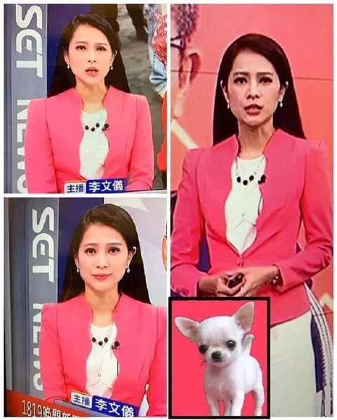 主播像吉娃娃