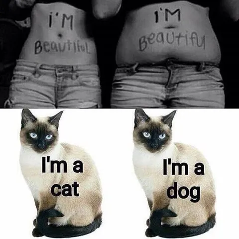 Beautiful Cat Says It’s a Dog