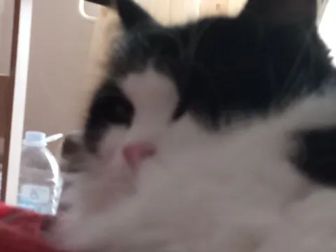 Размытый удивлённый кот