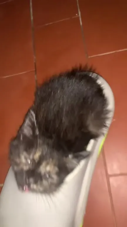 Котёнок застрял в тапке