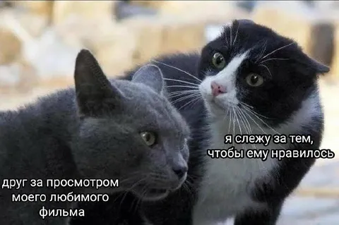 Слежу за его любимым фильмом