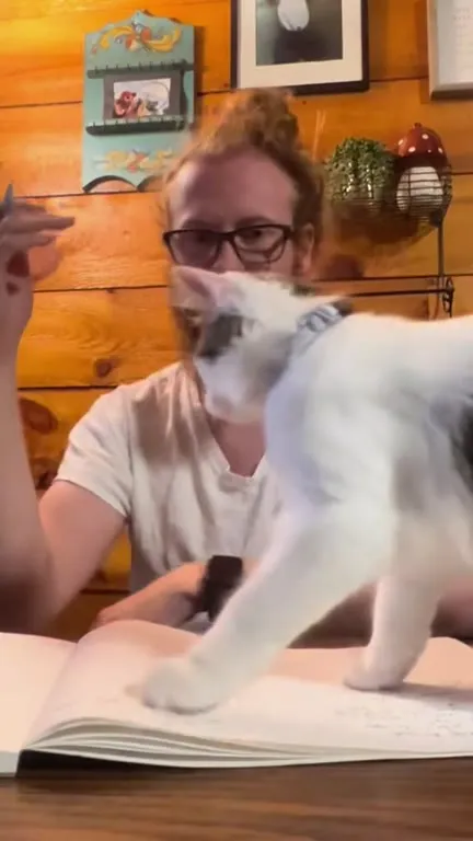 Cats Being Completely Unhinged