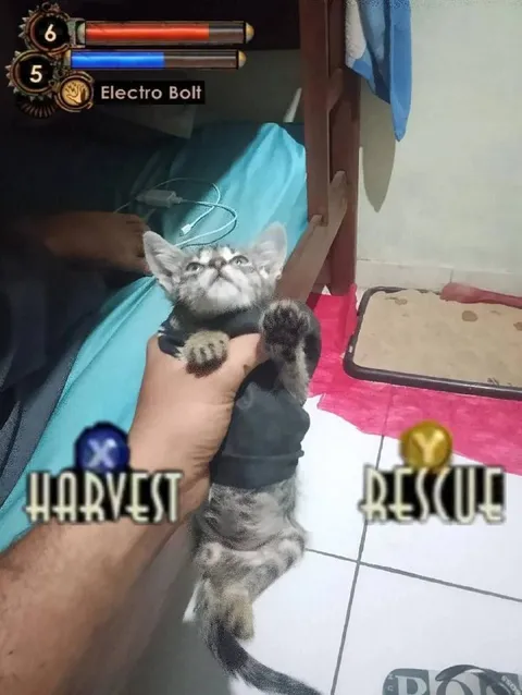 Kitten Needs Rescue
