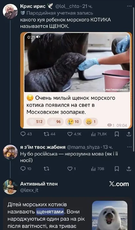 Почему морского котика называют щенком