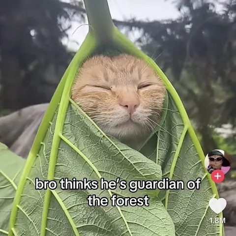 Cat Guardian of the Forest