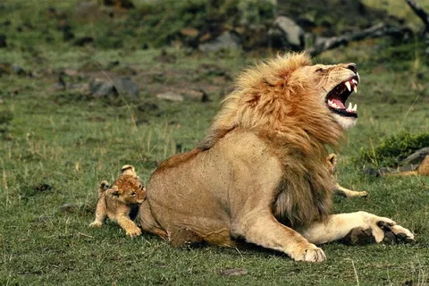 Лев смеётся с львёнком